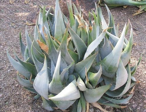 Aloe Ortholopha - Indigenous South African Succulent - 10 Seeds