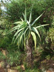 Aloe Speciosa - Indigenous South African Succulent - 10 Seeds