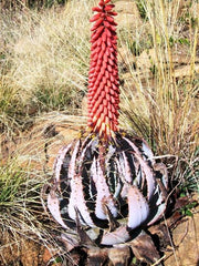 Aloe Peglerae - Indigenous South African Succulent - 10 Seeds