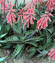 Aloe Variegata - Indigenous South African Succulent - 10 Seeds