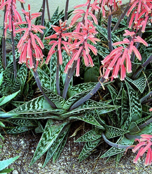 aloe vera plant south africa Aloe Variegata Seeds