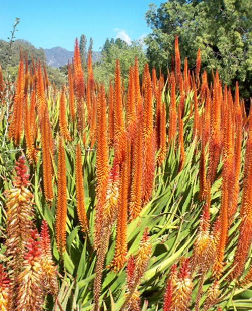 Aloe Vryheidensis - Indigenous South African Succulent - 10 Seeds