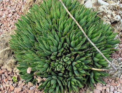 Aloe Brevifolia - Indigenous South African Succulent - 10 Seeds