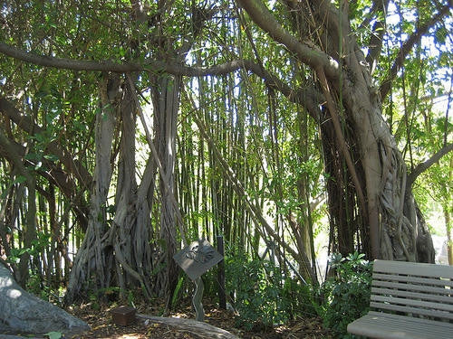 Ficus Thonningii - Indigenous South African Fig Tree - 10 Seeds