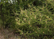 Vachellia arenaria / Acacia arenaria - Indigenous South African Tree - 10 Seeds