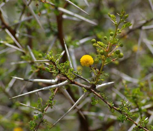 Vachellia / Acacia exuvialis - Indigenous South African Tree - 5 Seeds