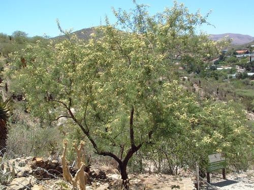 Senegalia / Acacia hereroensis - Indigenous South African Tree - 10 Seeds