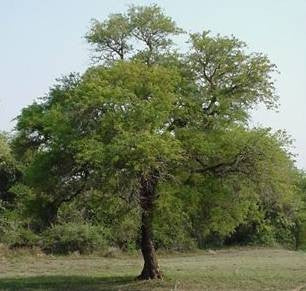 Senegalia / Acacia nigrescens - Indigenous South African Tree - 10 Seeds