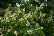 Senegalia / Acacia schweinfurthii - Indigenous South African Tree - 10 Seeds