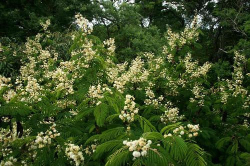 Senegalia / Acacia schweinfurthii - Indigenous South African Tree - 10 Seeds