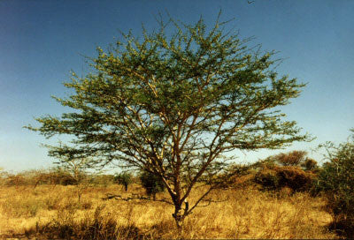 Senegalia / Acacia senegal leiorhachis - Indigenous South African Tree - 10 Seeds