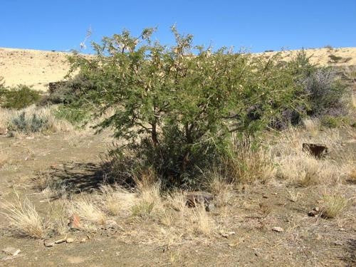 Senegalia / Acacia senegal rostrata - Indigenous South African Tree - 10 Seeds