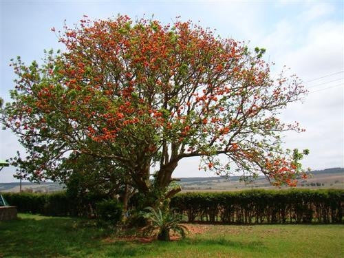 Erythrina Lysistemon - Indigenous South African Tree - 10 Seeds