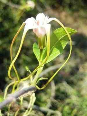 Strophanthus Luteolus - Indigenous South African Climbing Vine - 10 Seeds