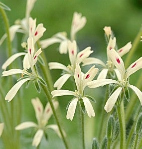 Pelargonium Appendiculatum - Indigenous South African Shrub - 5 Seeds