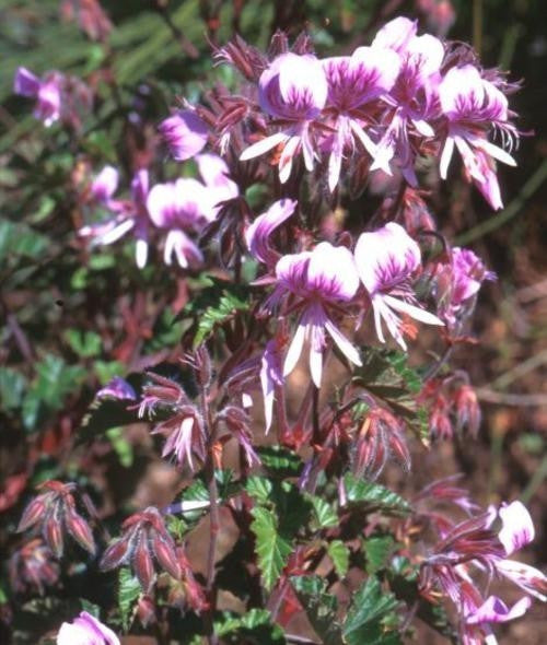 Pelargonium Cordifolium - Indigenous South African Shrub - 5 Seeds