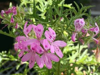 Pelargonium Denticulatum - Indigenous South African Shrub - 5 Seeds