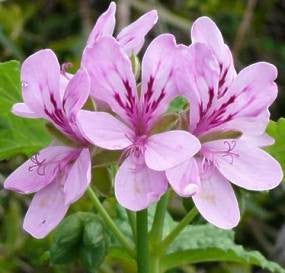 Pelargonium Glutinosum - Indigenous South African Shrub - 5 Seeds