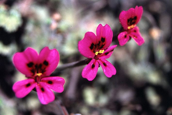 Pelargonium Magenteum - Indigenous South African Shrub - 5 Seeds