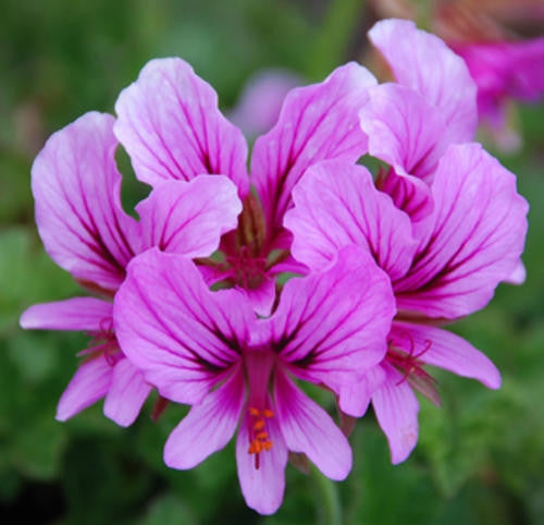 Pelargonium Suburbanum - Indigenous South African Shrub - 5 Seeds