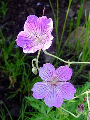 Geranium Caffrum - Indigenous South African Shrub - 5 Seeds