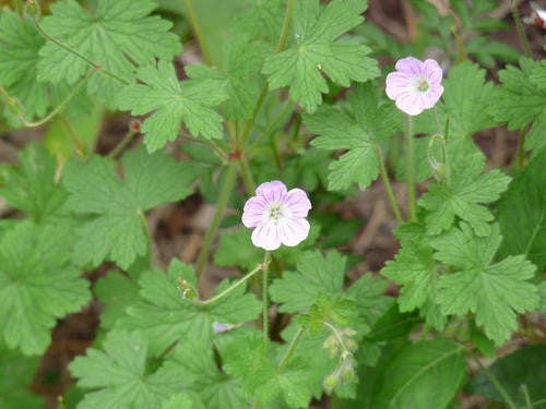 Geranium Schlechteri - Indigenous South African Shrub - 5 Seeds