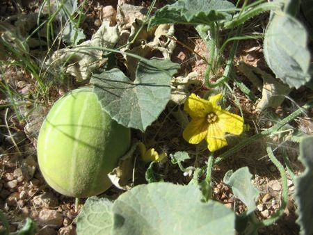 Cucumis Hirsutus - Indigenous South African Vine - 5 Seeds