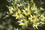 Leucadendron Floridum - Indigenous South African Protea - 5 Seeds