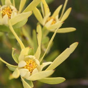 Leucadendron Meridianum - Indigenous South African Protea - 5 Seeds