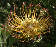 Leucospermum Catherinae - Indigenous South African Protea - 5 Seeds