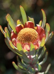 Protea Acuminata - Indigenous South African Protea - 5 Seeds