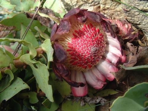 Protea Amplexicaulis - Indigenous South African Protea - 5 Seeds