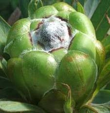 Protea Coronata - Indigenous South African Protea - 5 Seeds