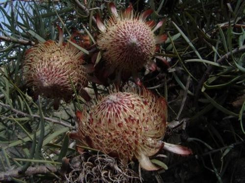 Protea Humiflora - Indigenous South African Protea - 5 Seeds