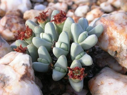 Antimima Dualis - Indigenous South African Succulent - 10 Seeds