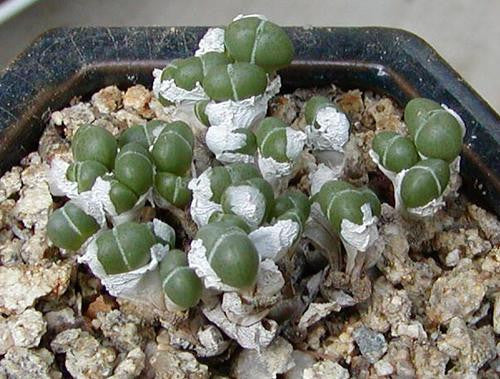 Antimima Evoluta - Indigenous South African Succulent - 10 Seeds
