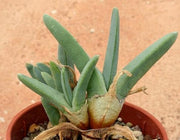 Antimima Ventricosa - Indigenous South African Succulent - 10 Seeds