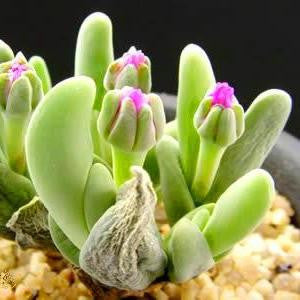 Gibbaeum Shandii - Indigenous South African Succulent - 10 Seeds