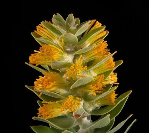 Mimetes Chrysanthus - Indigenous South African Protea - 5 Seeds