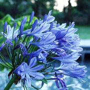 Agapanthus Praecox Blue - Indigenous South African Bulb - 10 Seeds