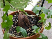Dioscorea Rupicola - Indigenous South African Succulent - 5 Seeds
