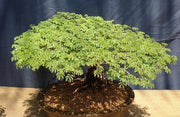 Senegalia / Acacia burkei  - Indigenous South African Tree - 10 Seeds