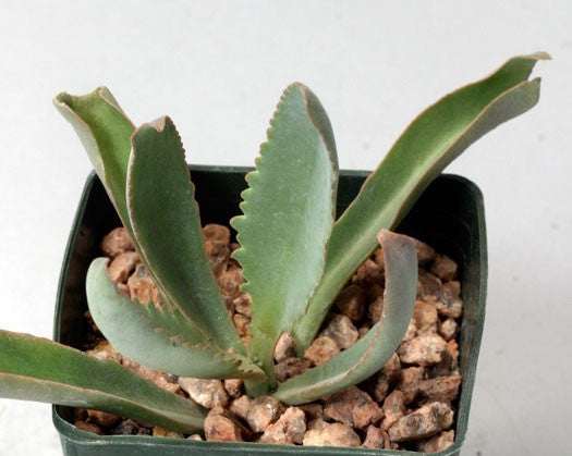Kalanchoe Paniculata - Indigenous South African Succulent - 10 Seeds