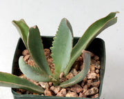 Kalanchoe Paniculata - Indigenous South African Succulent - 10 Seeds