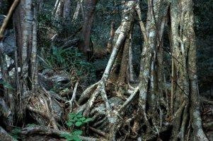 Muwonde Tree Ficus Bizane - Indigenous South African Fig Tree - 10 Seeds