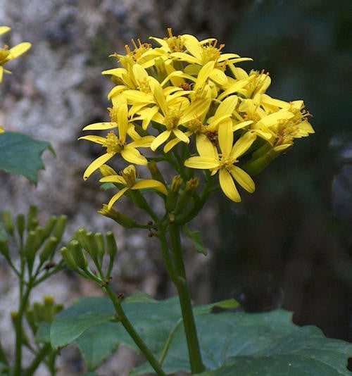 Senecio Tamoides - Indigenous Climbing Vine - 10 Seeds