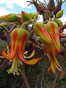 Cotyledon Velutina - Indigenous - South African Succulent - 10 Seeds