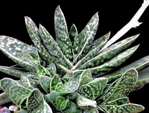 Gasteria Bicolor - Ox Tongue - South African Succulent - 10 Seeds