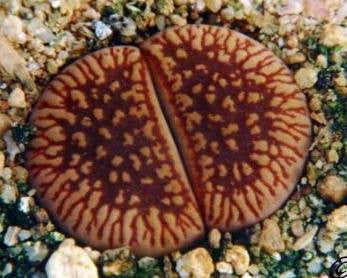 Lithops aucampiae - Indigenous - South African Succulent - 10 Seeds