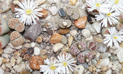 Lithops Karasmontana Mixed - Indigenous - South African Succulent - 10 Seeds